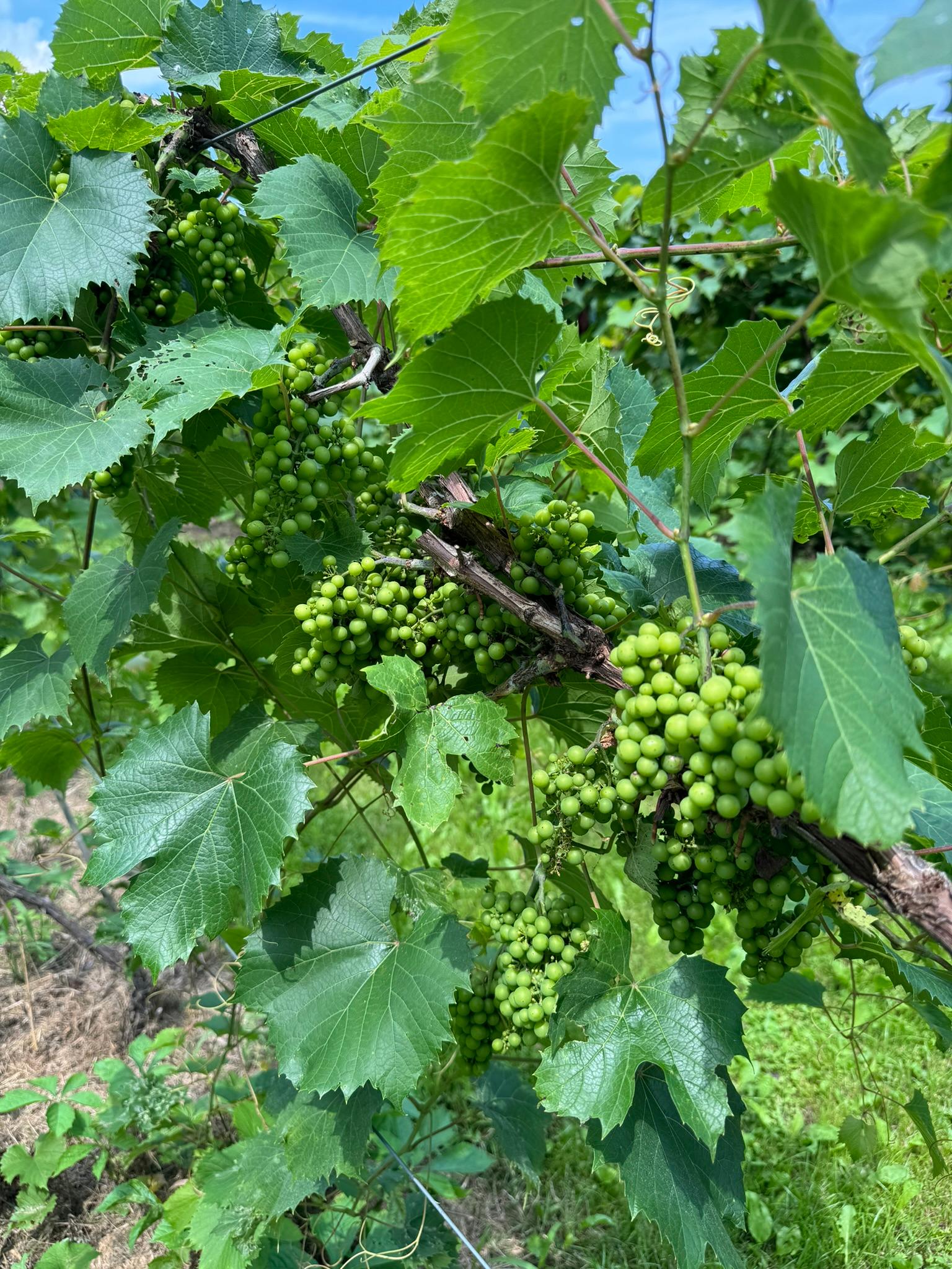 Petite Pearl Youngblood Vineyard Macomb July 8 2024.JPEG